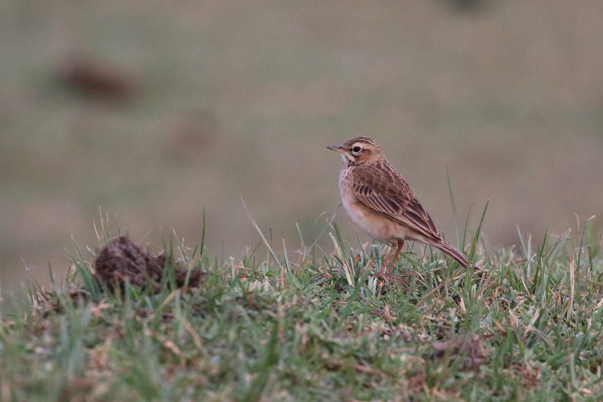 African Pipit - Oscar Campbell