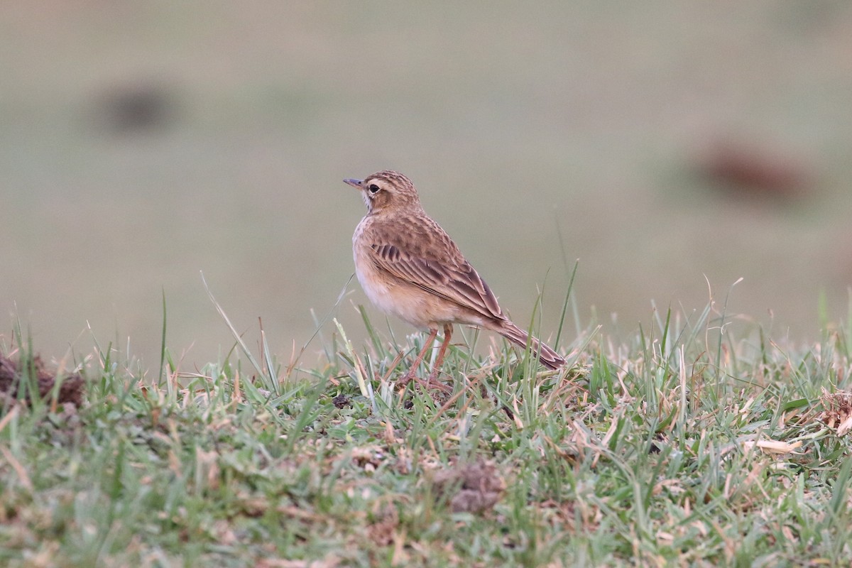 Pipit africain - ML152096341