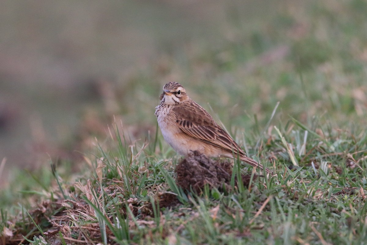 Pipit africain - ML152096351