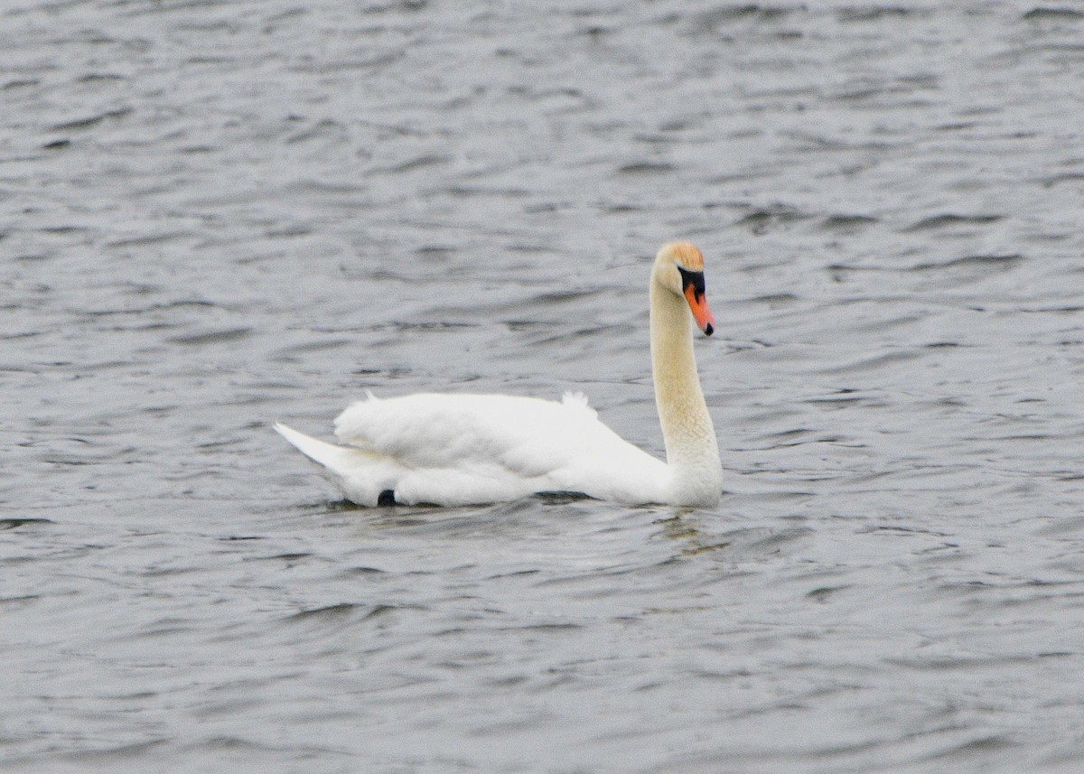 Cygne tuberculé - ML152096651