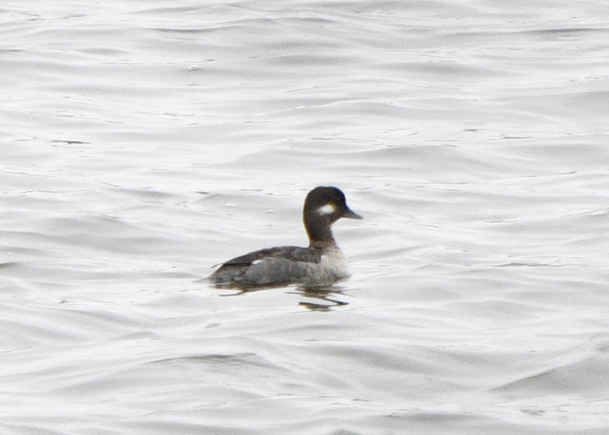 Bufflehead - ML152097851