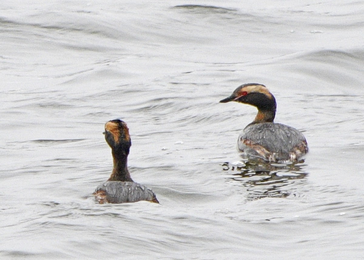 Horned Grebe - ML152098151