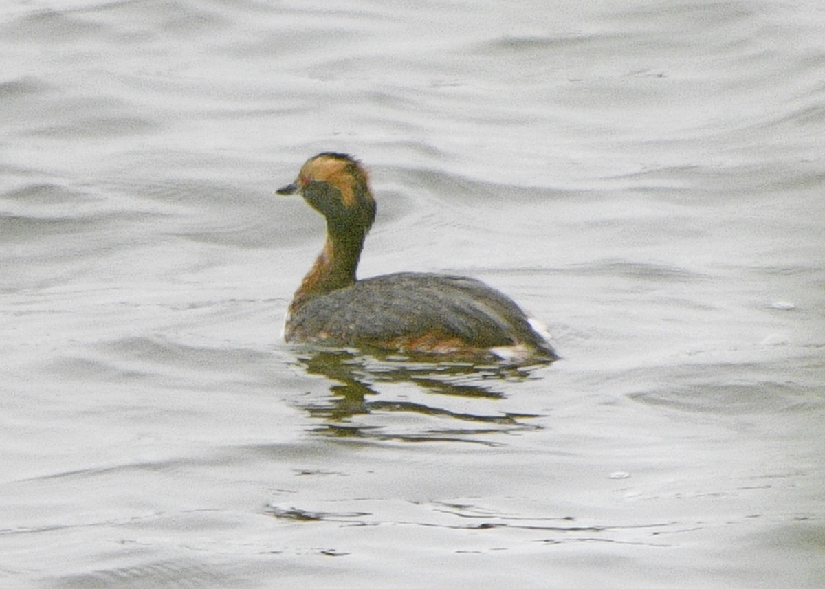 Horned Grebe - ML152098161