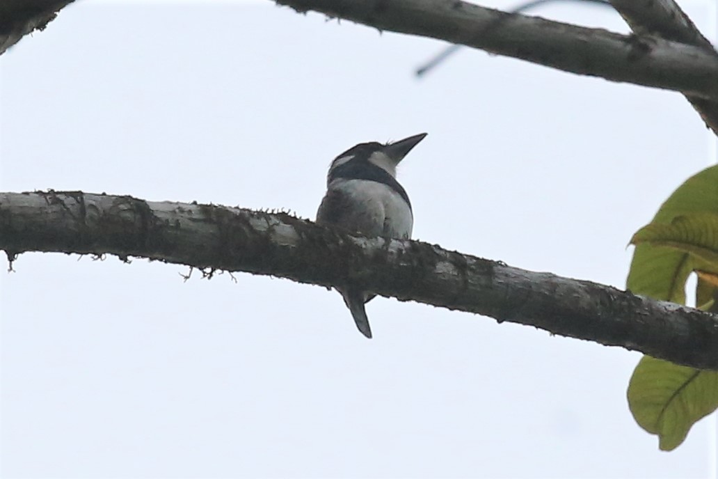 Black-breasted Puffbird - ML152098171