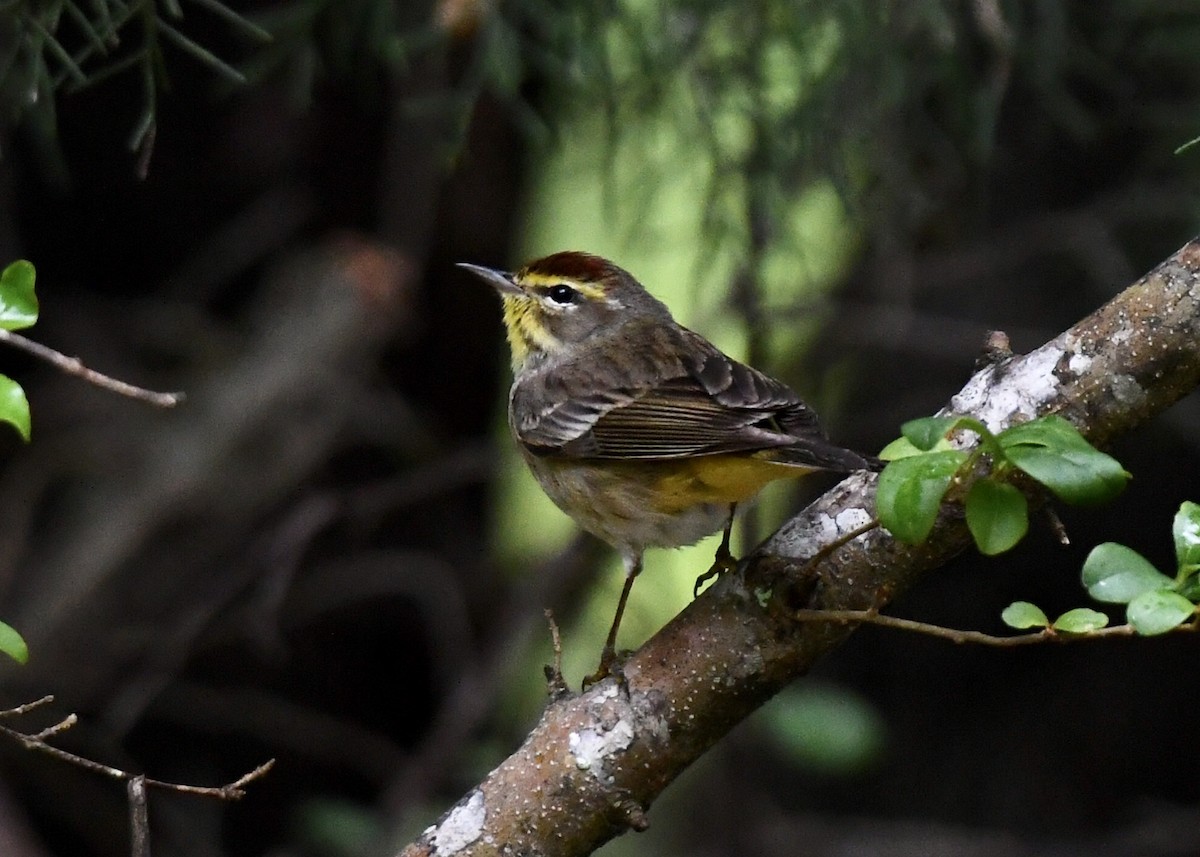 Palm Warbler - Joe Wujcik