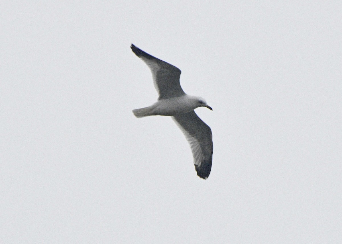 Ring-billed Gull - Diane Constable