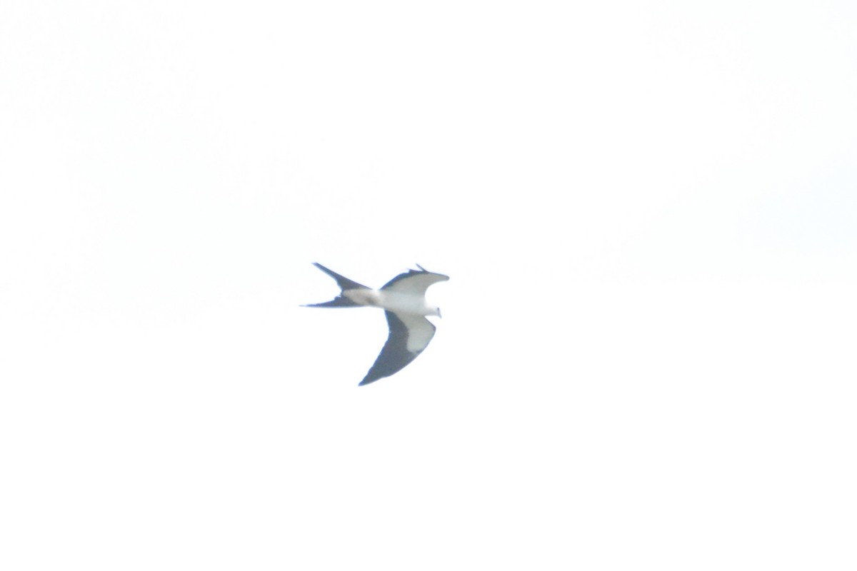 Swallow-tailed Kite - ML152098721