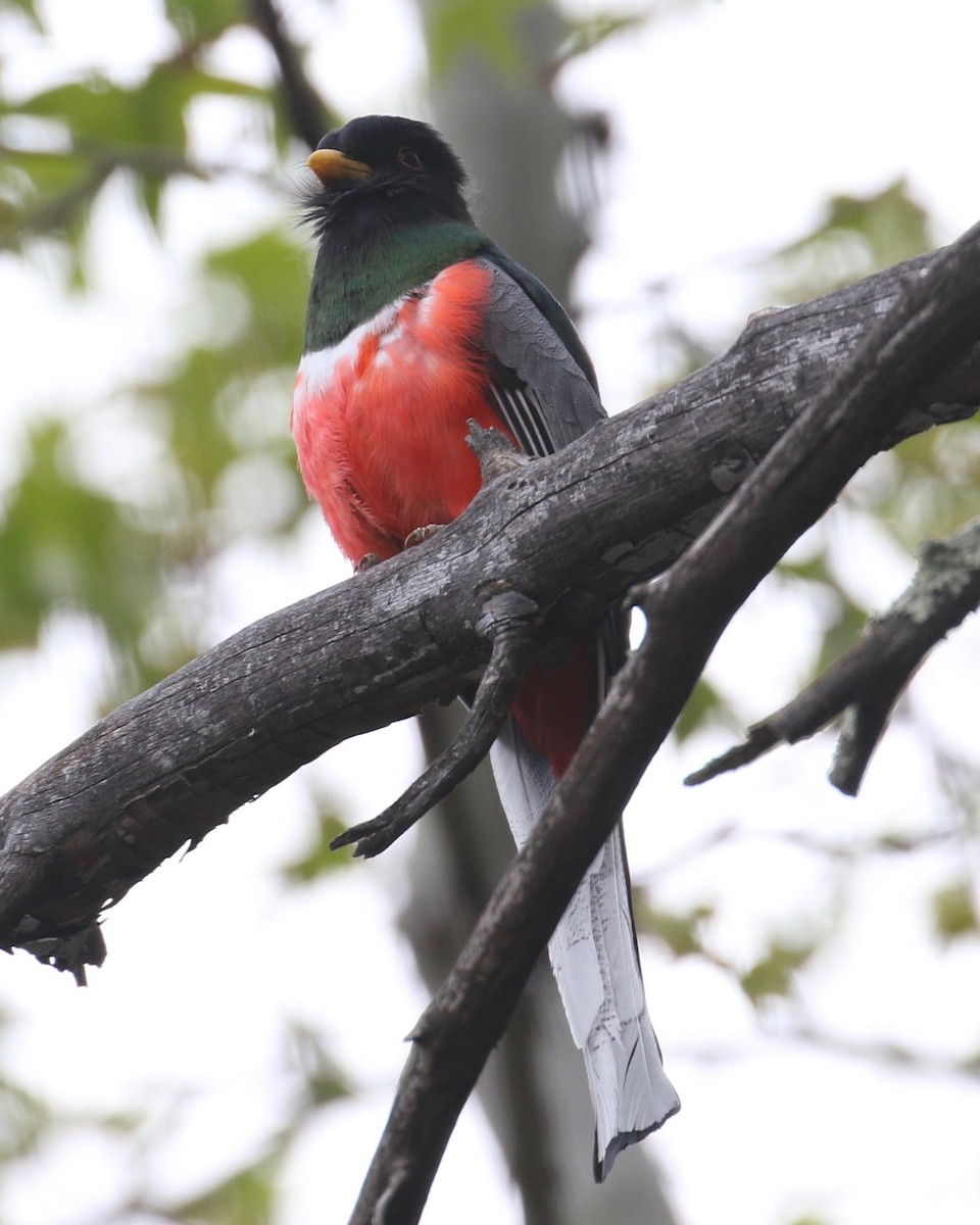 Elegant Trogon - Laurens Halsey