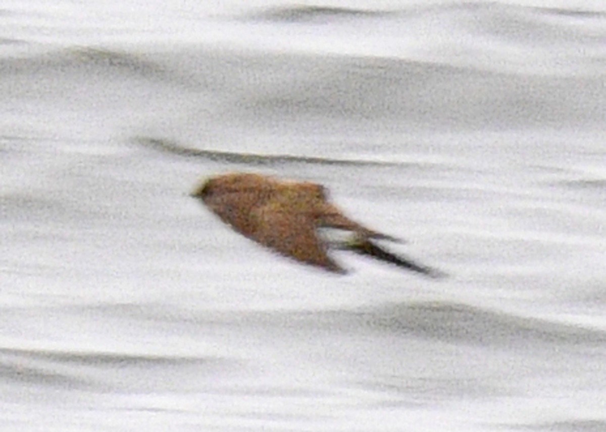 Golondrina/Avión sp. - ML152099471