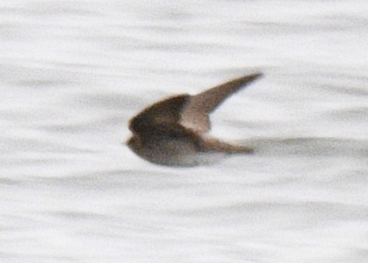 Golondrina/Avión sp. - ML152099481