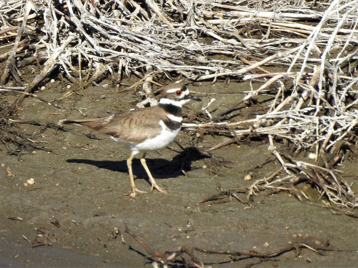 Killdeer - ML152100001