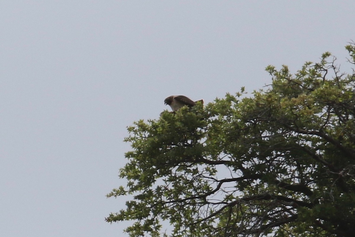 Red-tailed Hawk (calurus/alascensis) - ML152100221