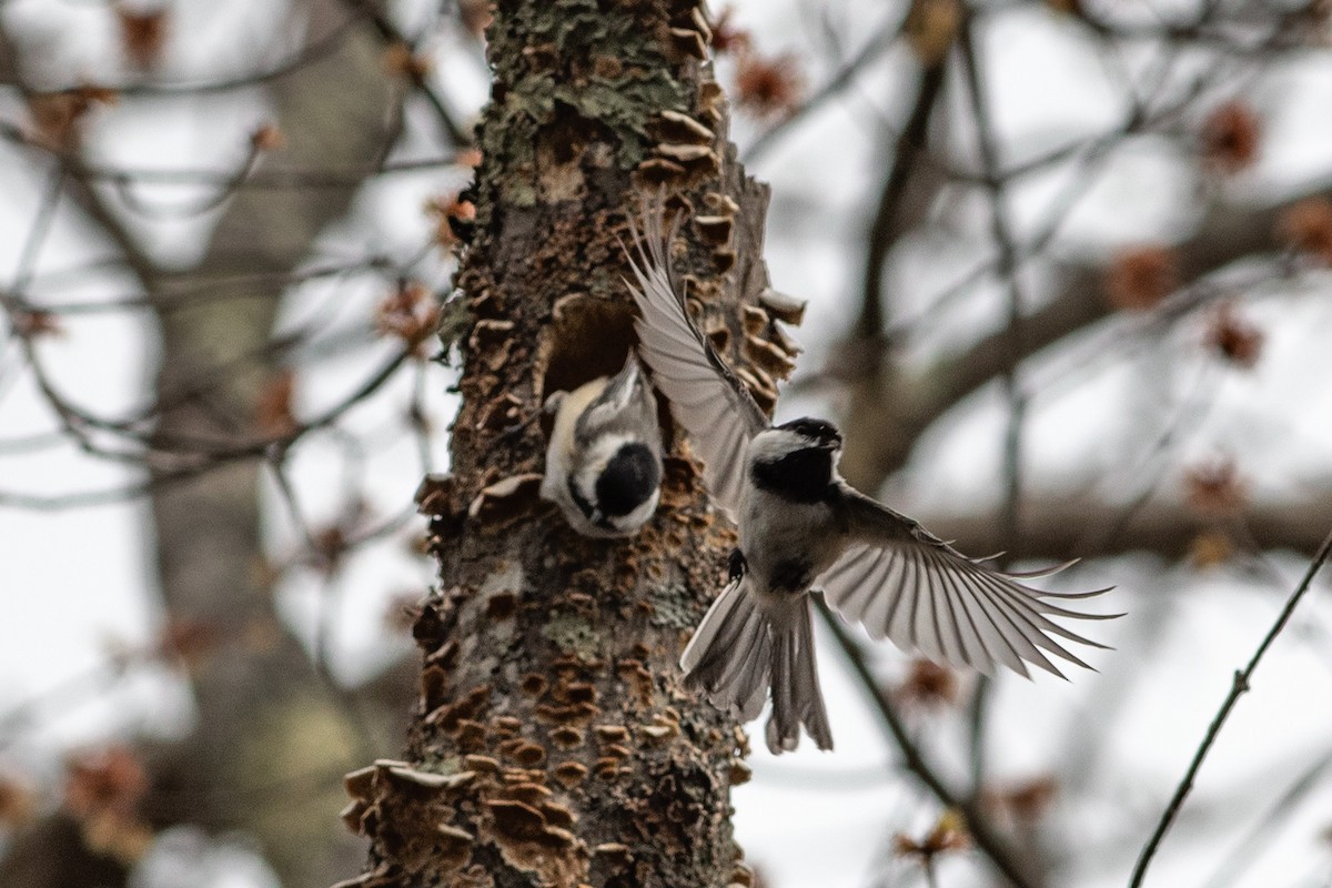 Black-capped Chickadee - Jared Keyes