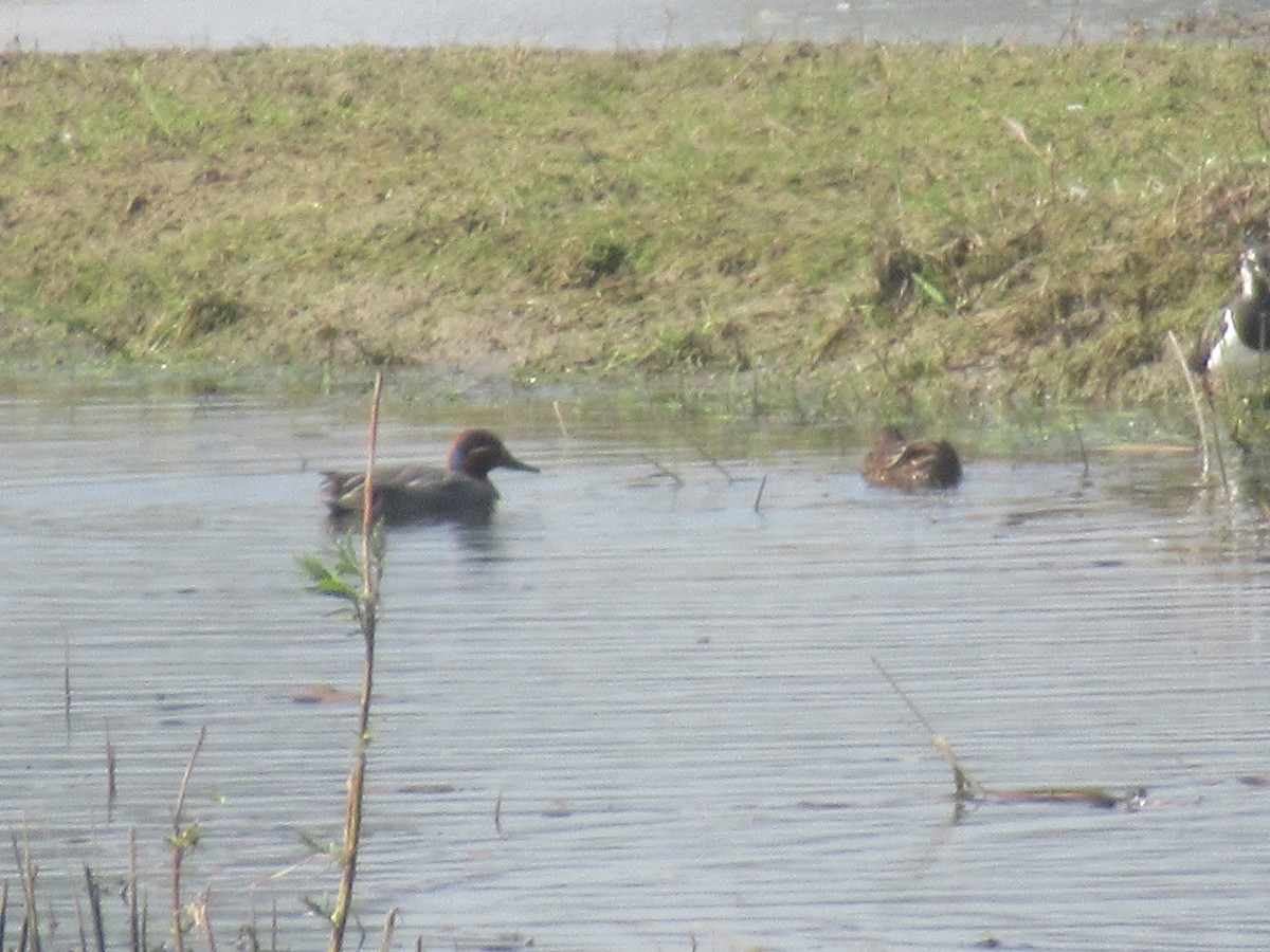Green-winged Teal - ML152102081