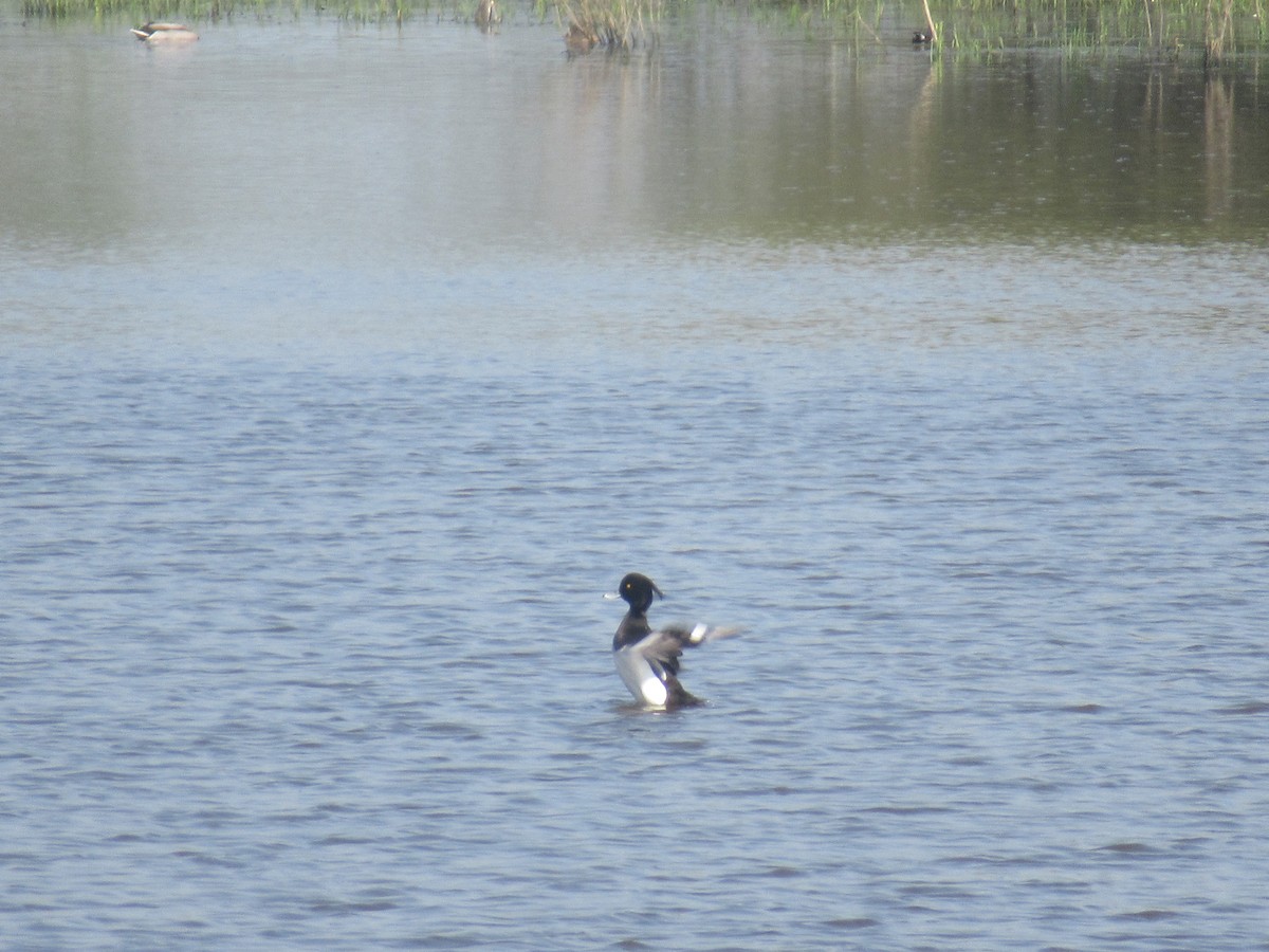 Tufted Duck - ML152102111