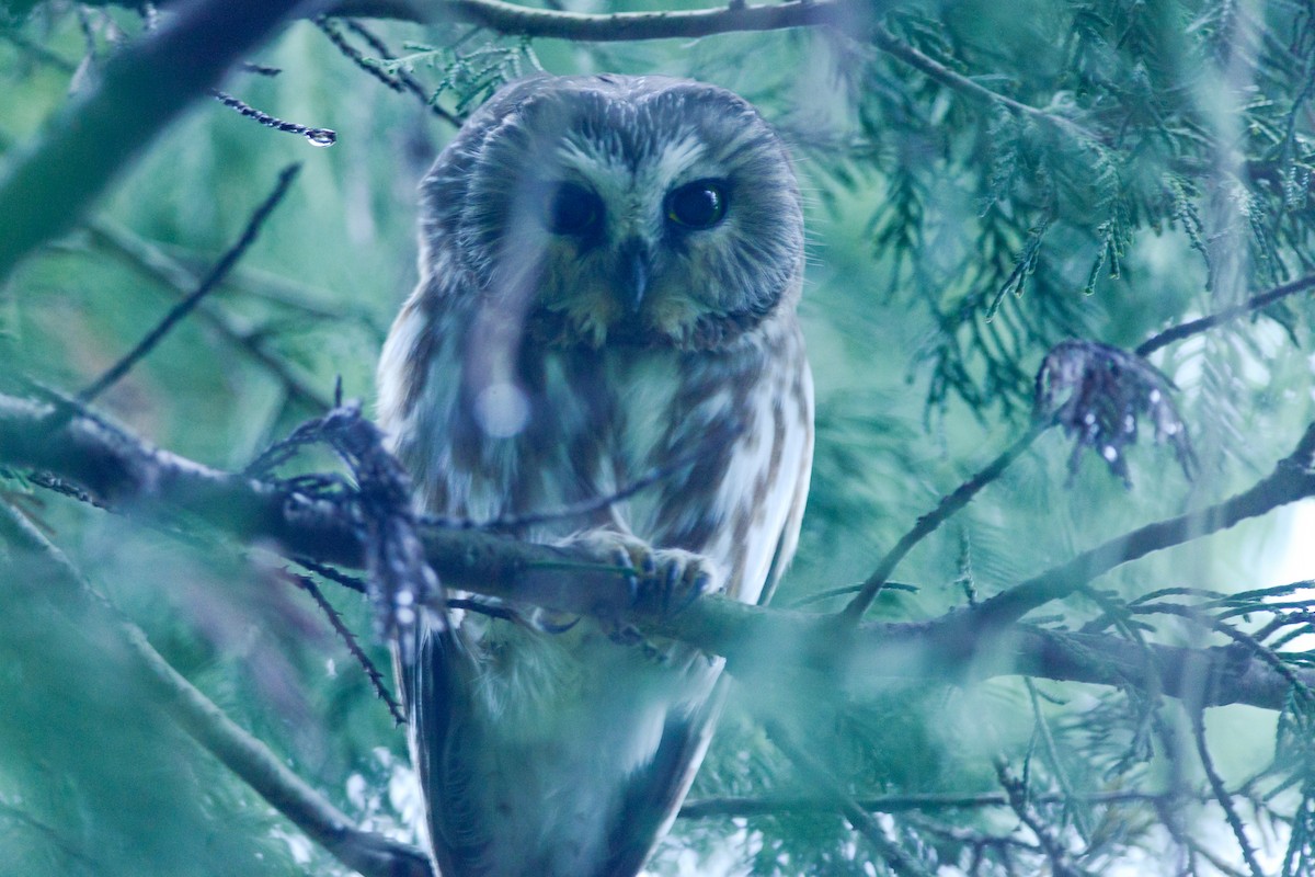 Northern Saw-whet Owl - ML152102991