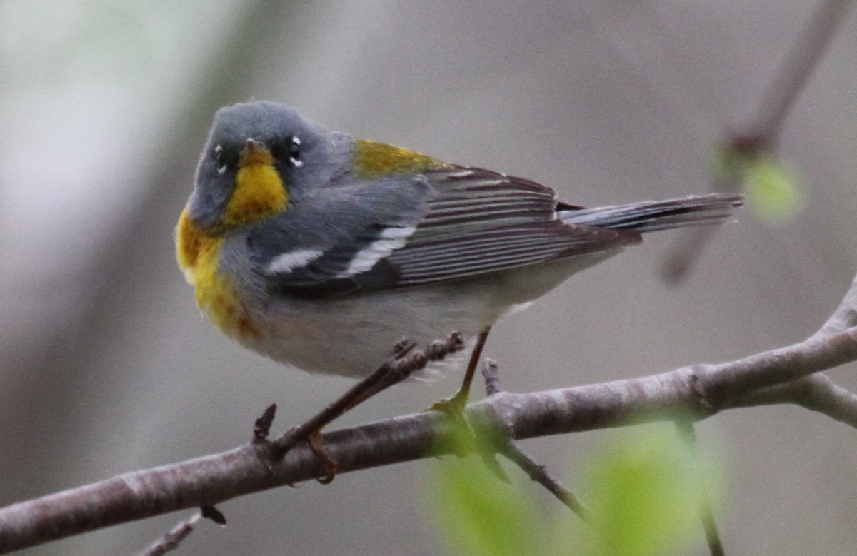 Northern Parula - ML152104301