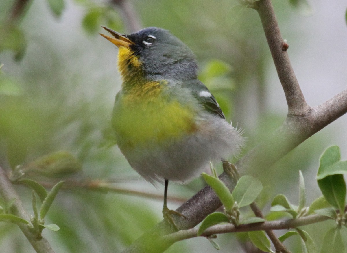 Northern Parula - ML152104311