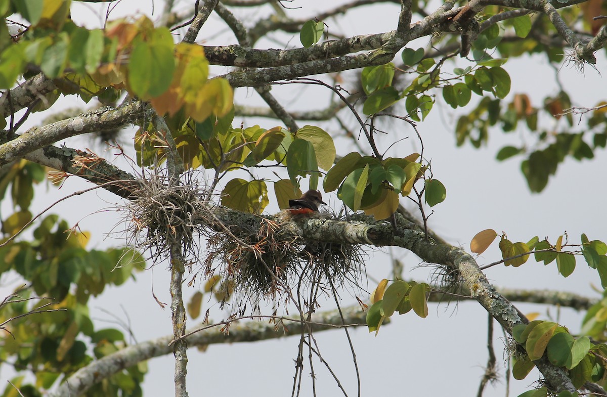 Vermilion Flycatcher - Paloma Lazo