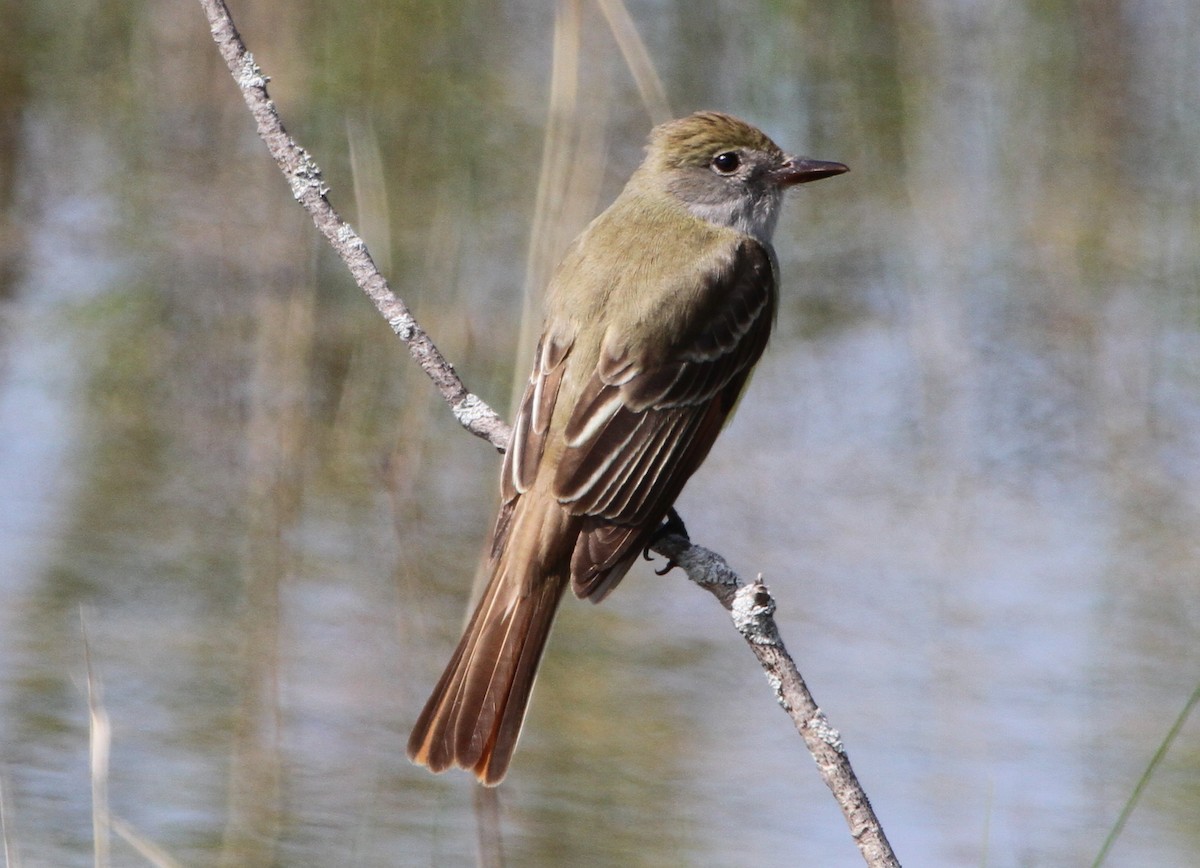 Great Crested Flycatcher - Larry Urbanski