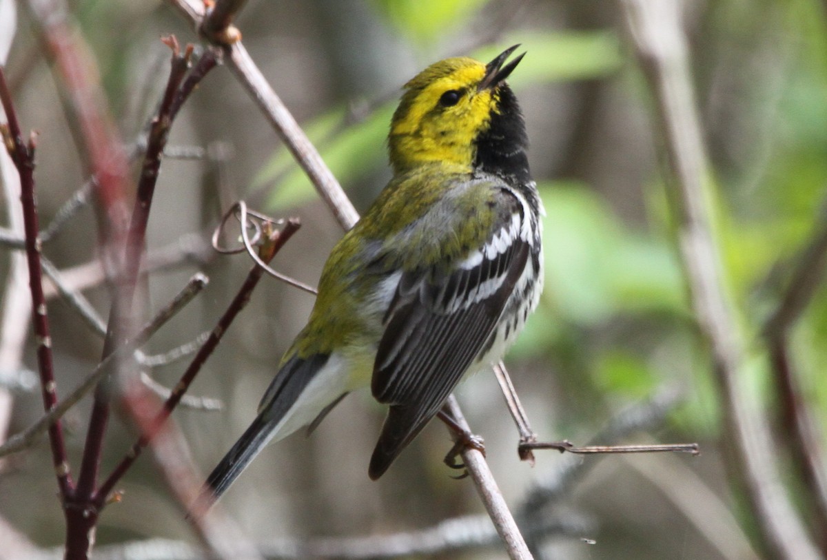 Black-throated Green Warbler - ML152107731