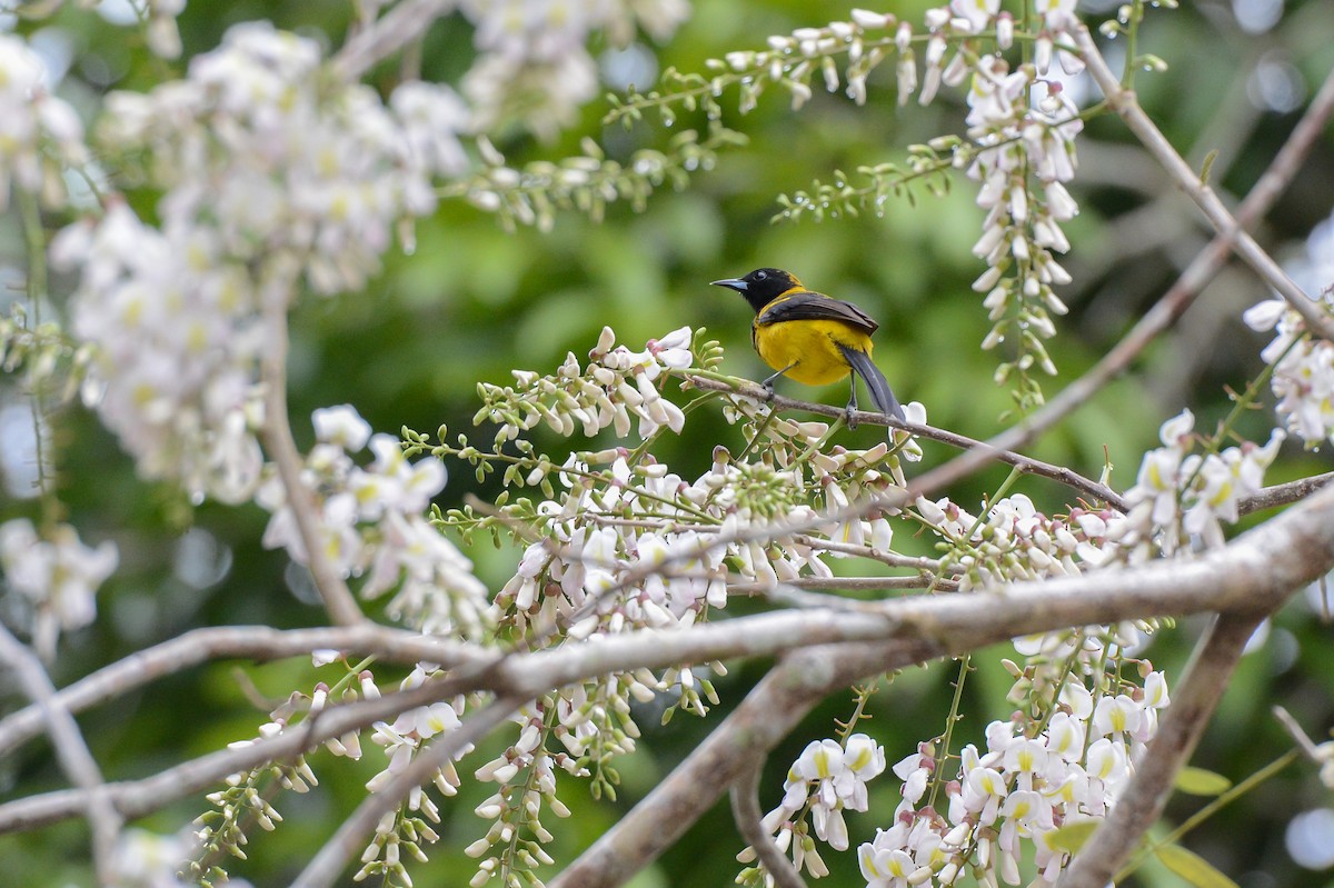 Black-cowled Oriole - ML152109681