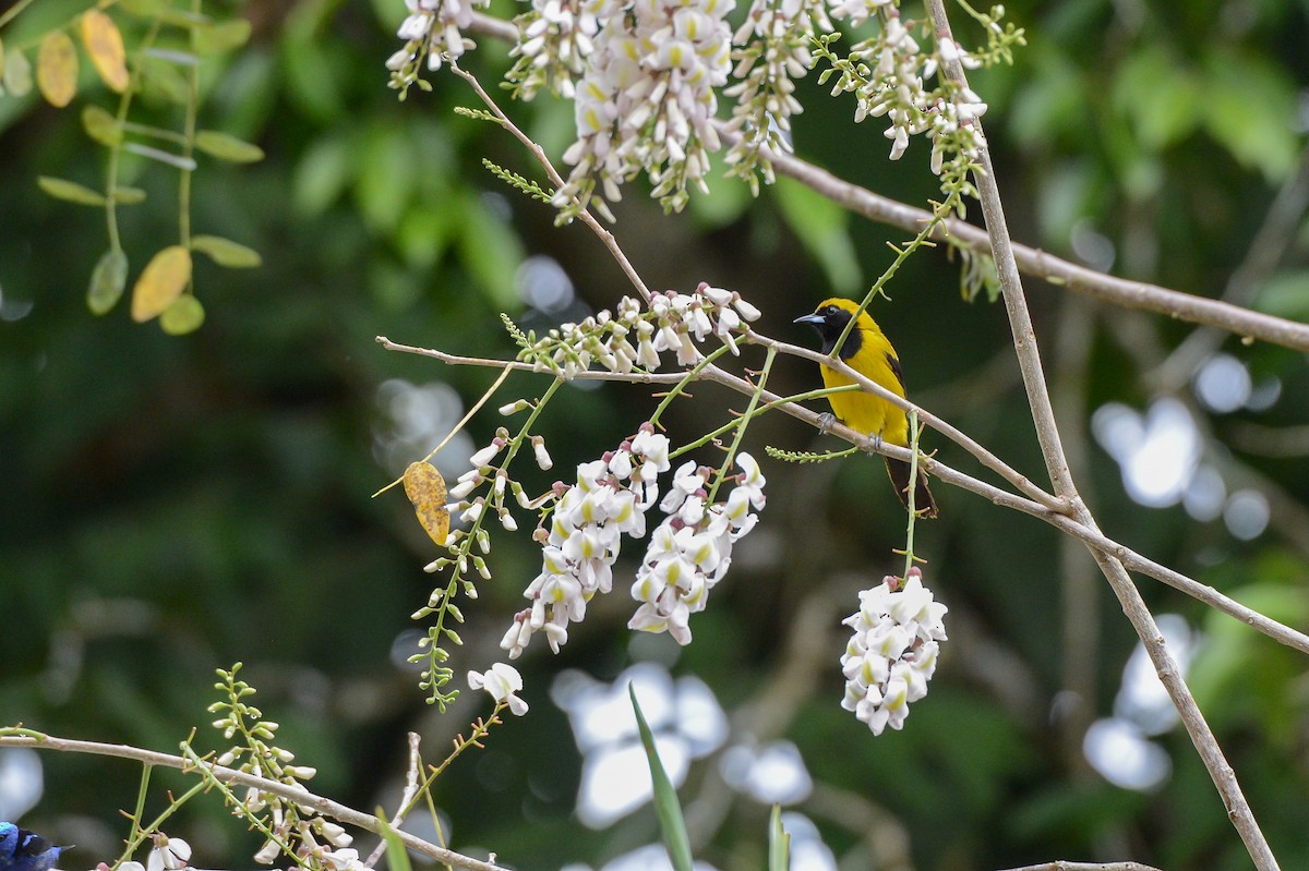 Black-cowled Oriole - ML152109801