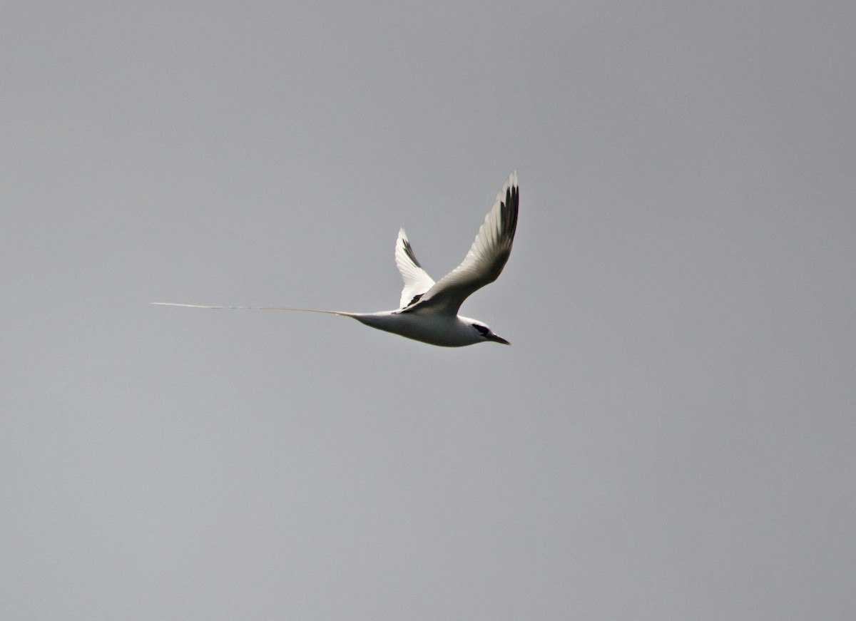 White-tailed Tropicbird - ML152109921