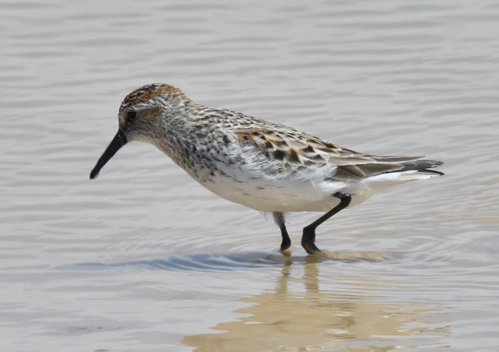 Western Sandpiper - Anonymous