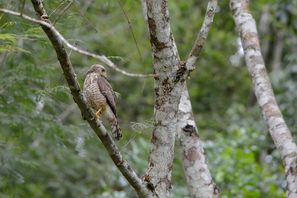 Roadside Hawk - ML152110321