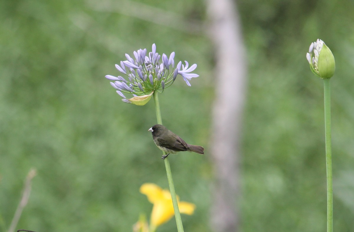 Yellow-bellied Seedeater - ML152110901