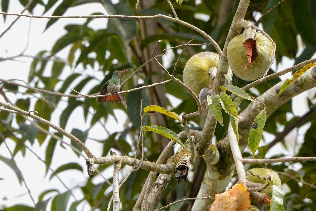 Rufous-tailed Hummingbird - ML152110931