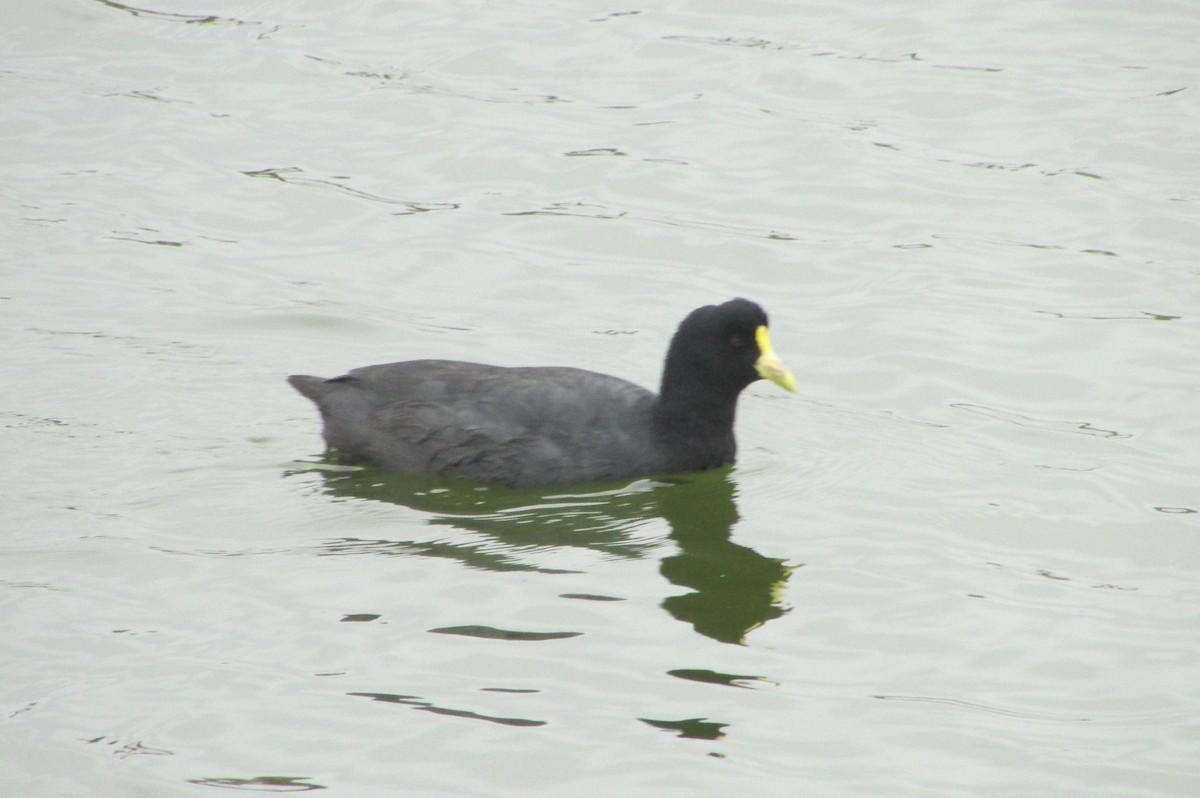 White-winged Coot - Jose Rebolledo