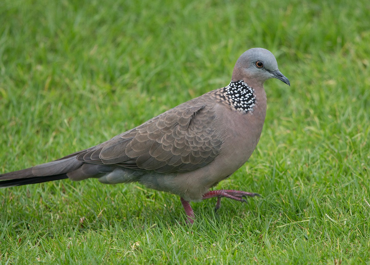 珠頸斑鳩 - ML152111601