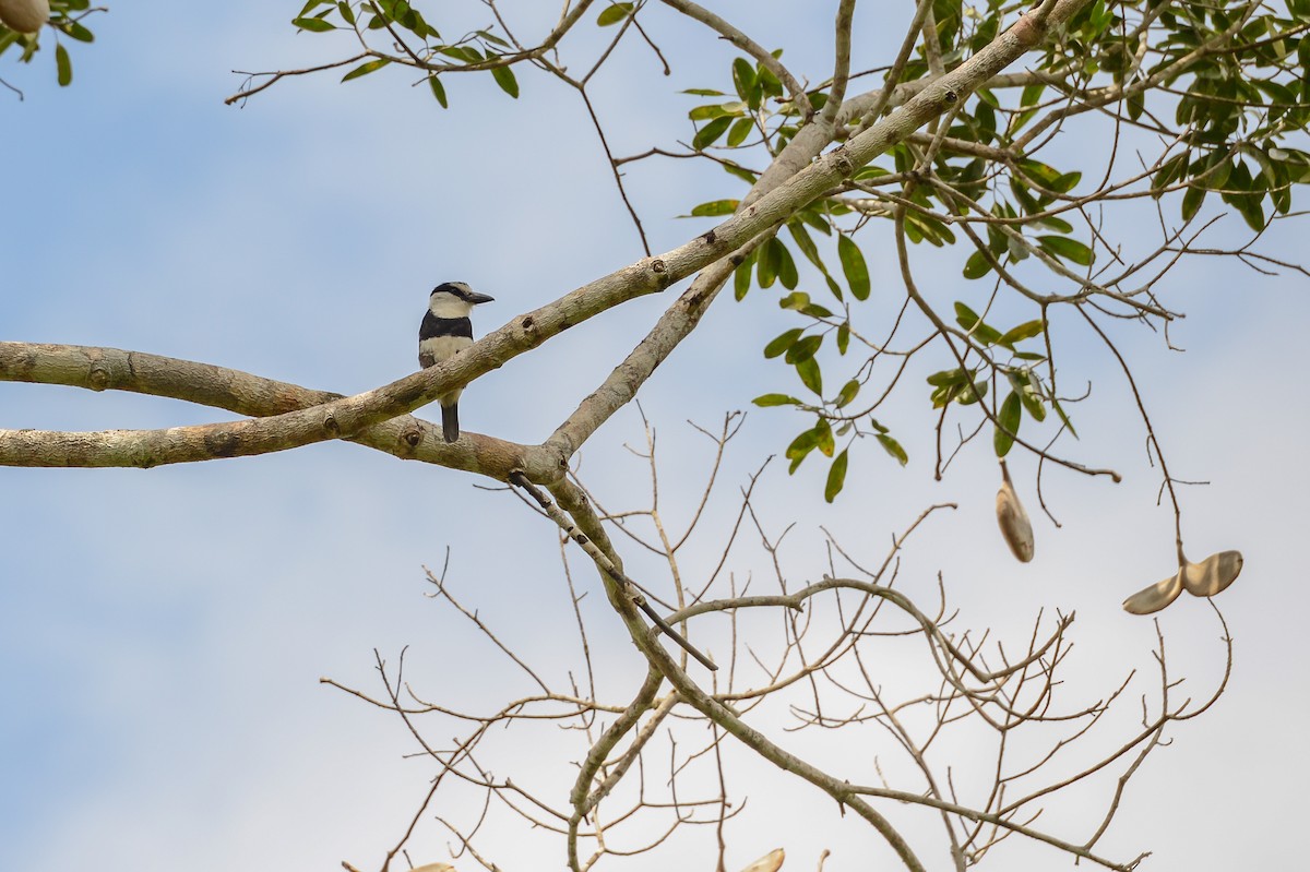 White-necked Puffbird - ML152111891