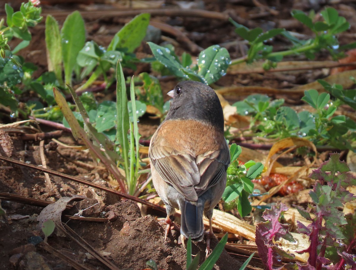 Dark-eyed Junco (Oregon) - ML152112041