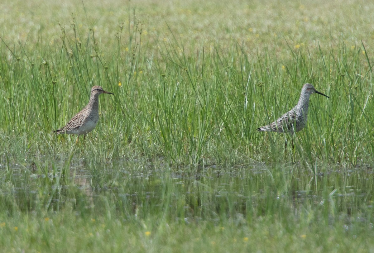 Graubrust-Strandläufer - ML152112431