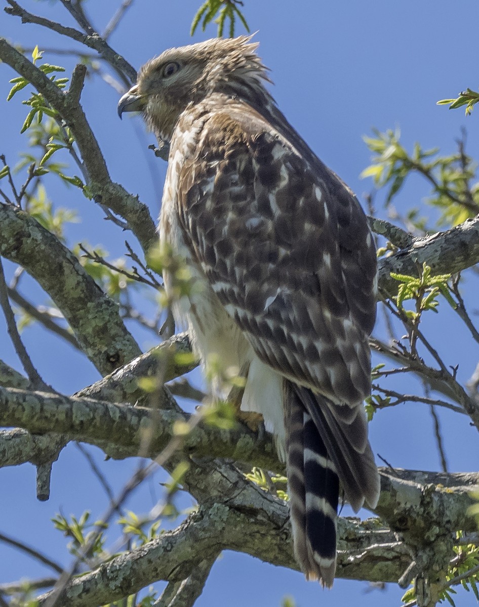 Red-shouldered Hawk - ML152112871