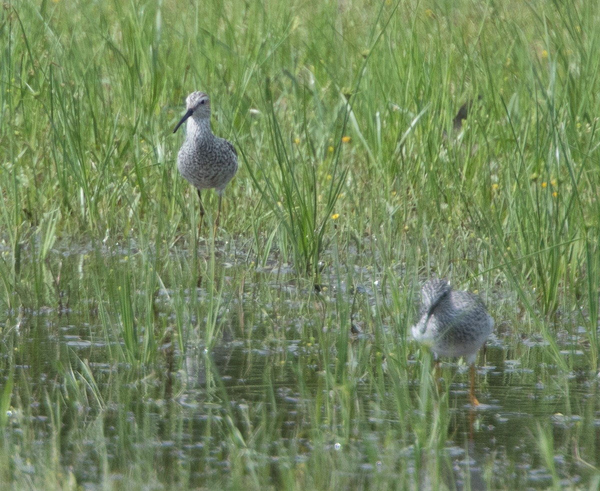 Stilt Sandpiper - LG Pr