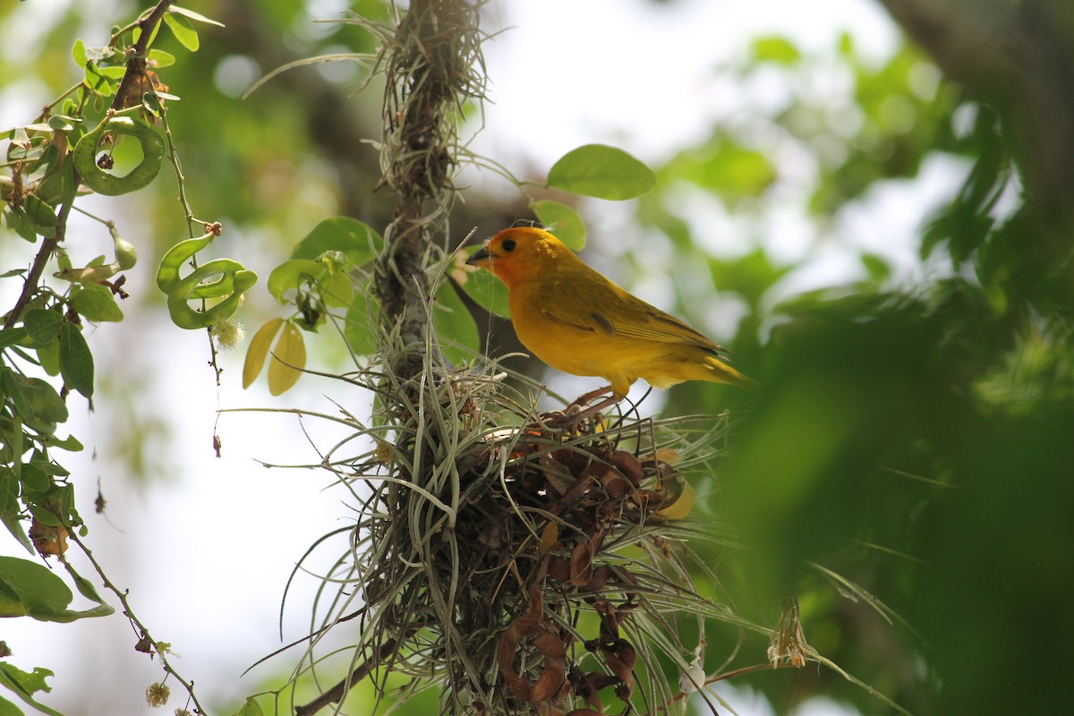 Saffron Finch - ML152113411