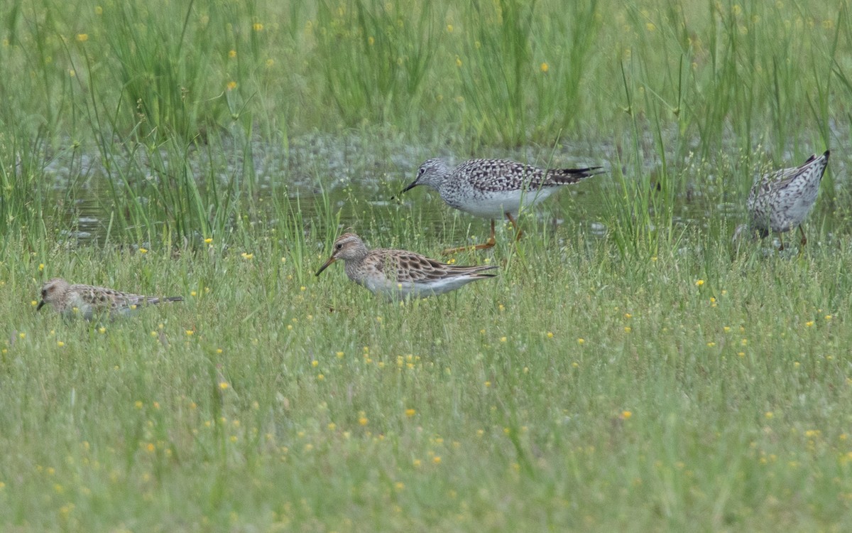 Stilt Sandpiper - LG Pr