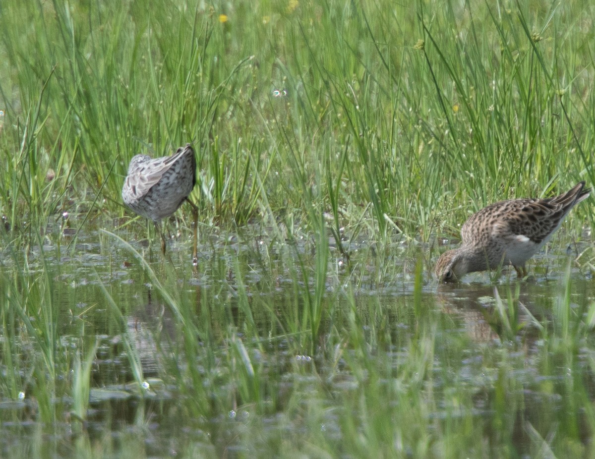 Stilt Sandpiper - LG Pr