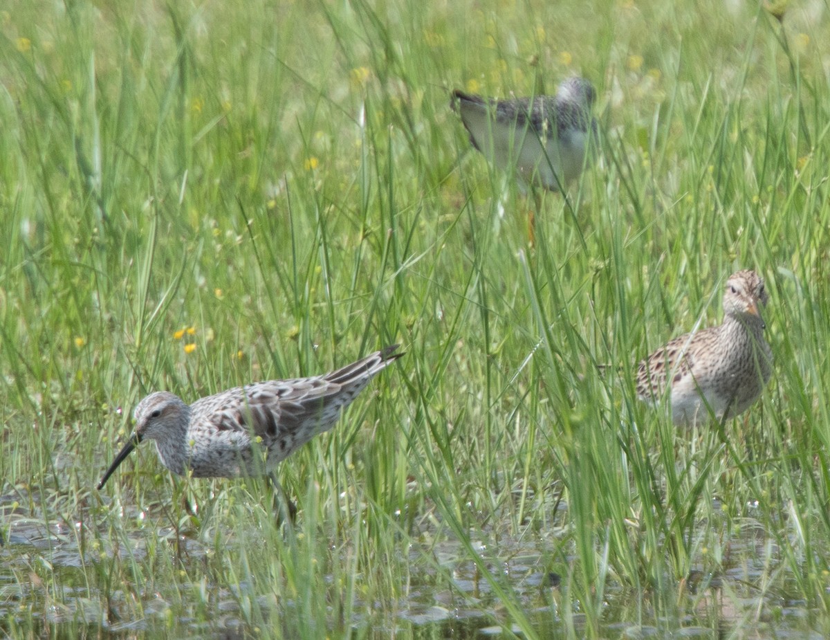 Stilt Sandpiper - ML152113861