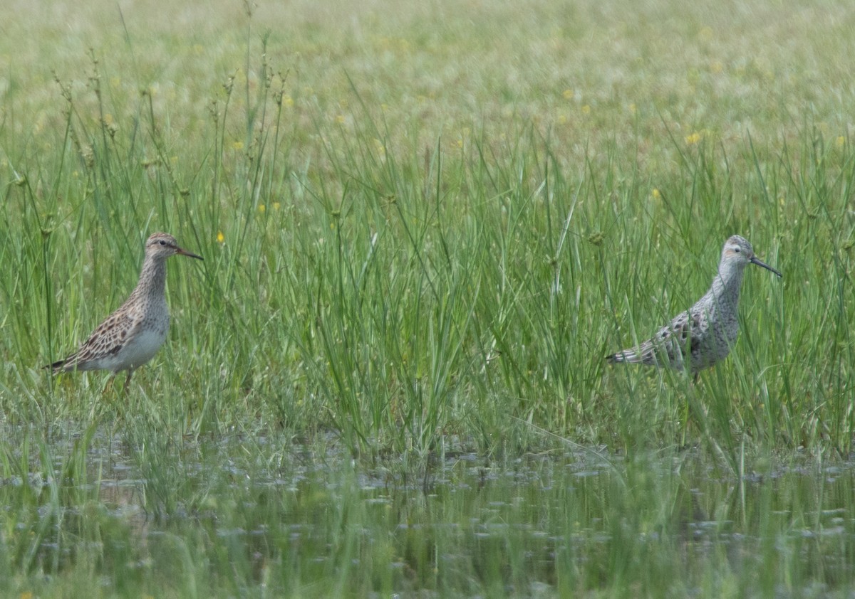 Stilt Sandpiper - ML152114131