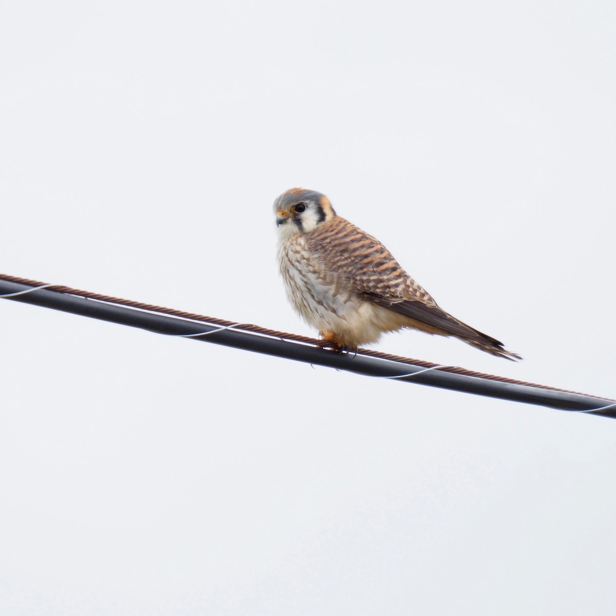 American Kestrel - ML152114241