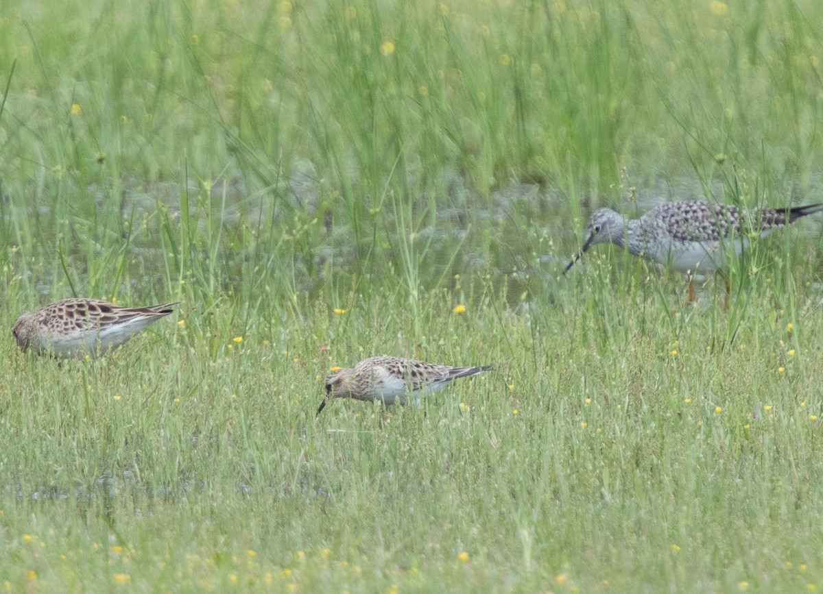 Baird's Sandpiper - LG Pr