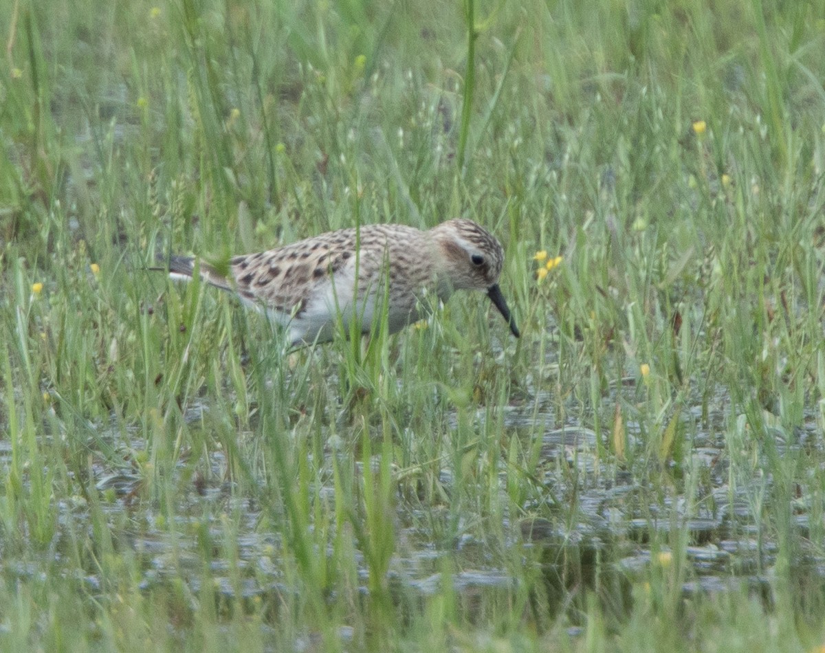 Baird's Sandpiper - LG Pr