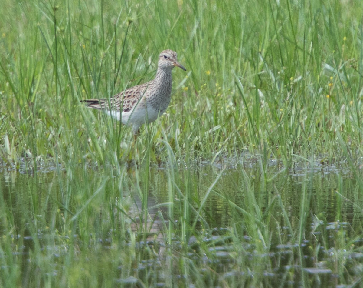 アメリカウズラシギ - ML152115161