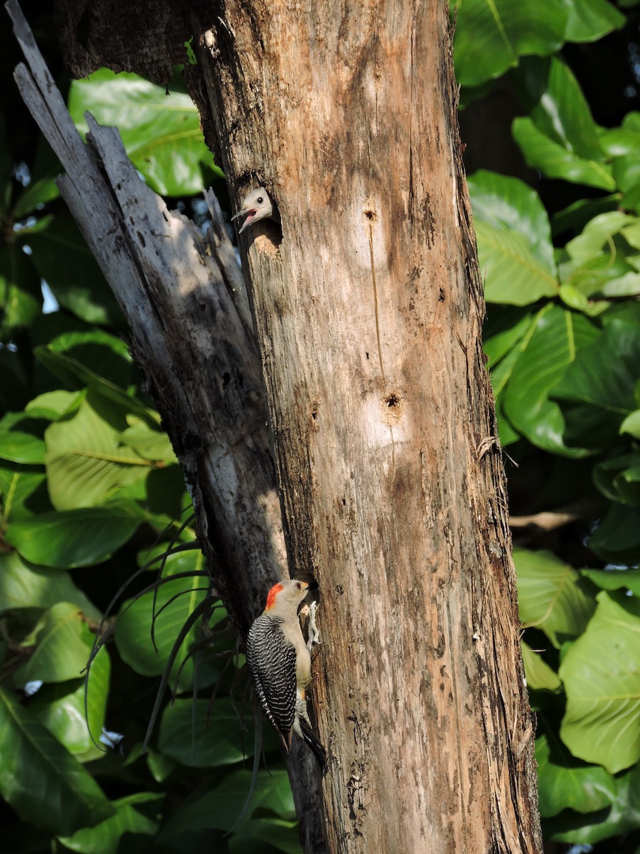 Golden-fronted Woodpecker - ML152115821