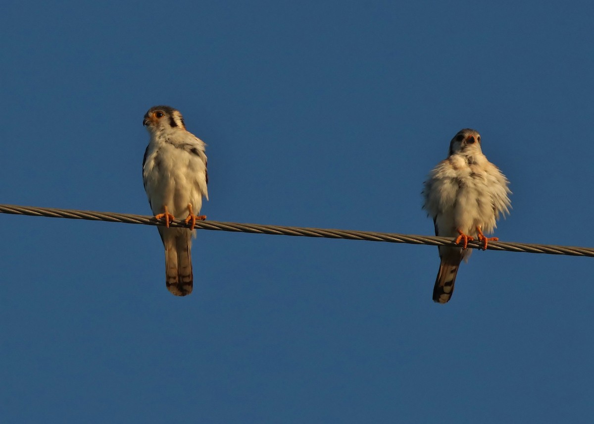 American Kestrel - Mark Gallagher